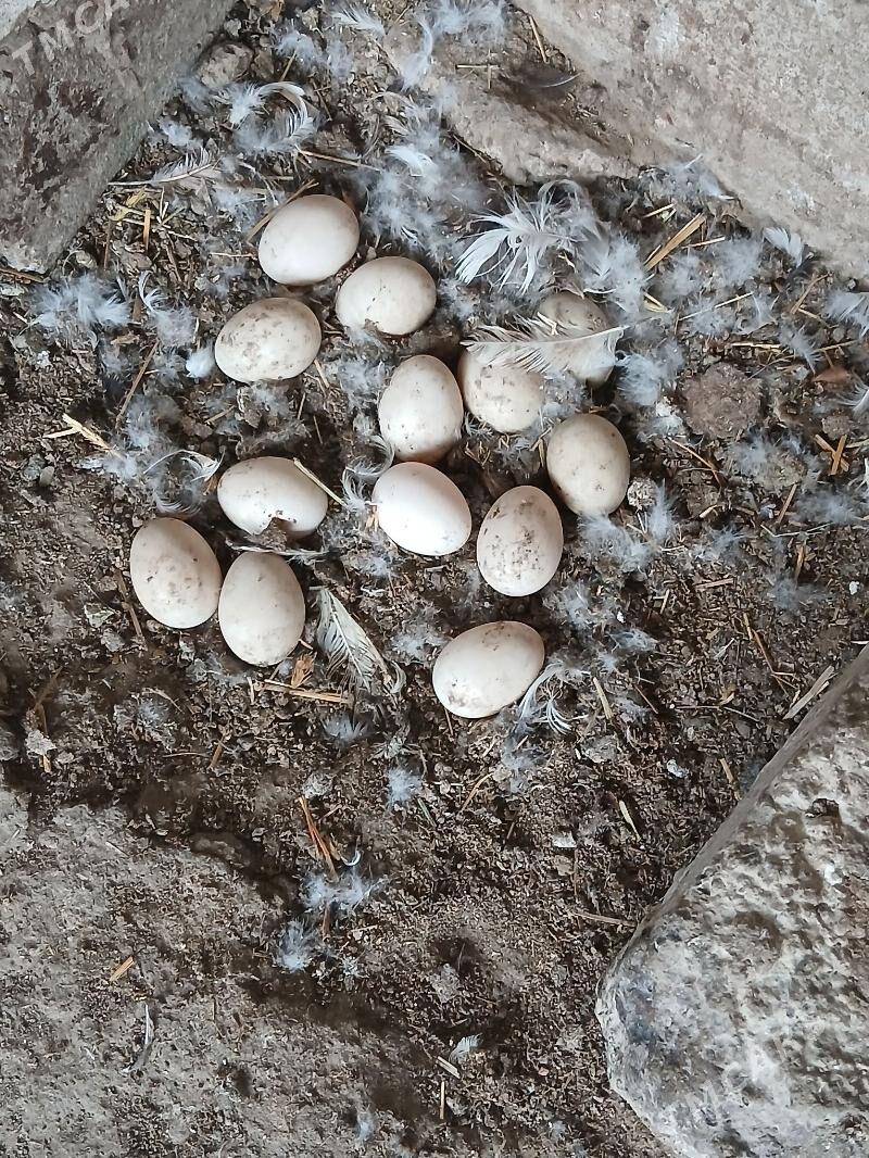 Ördek towuk induk jüje gus - Бузмеин - img 1