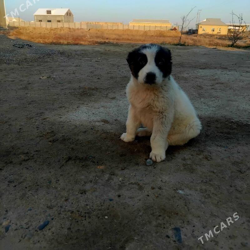 alabay - Мары - img 1