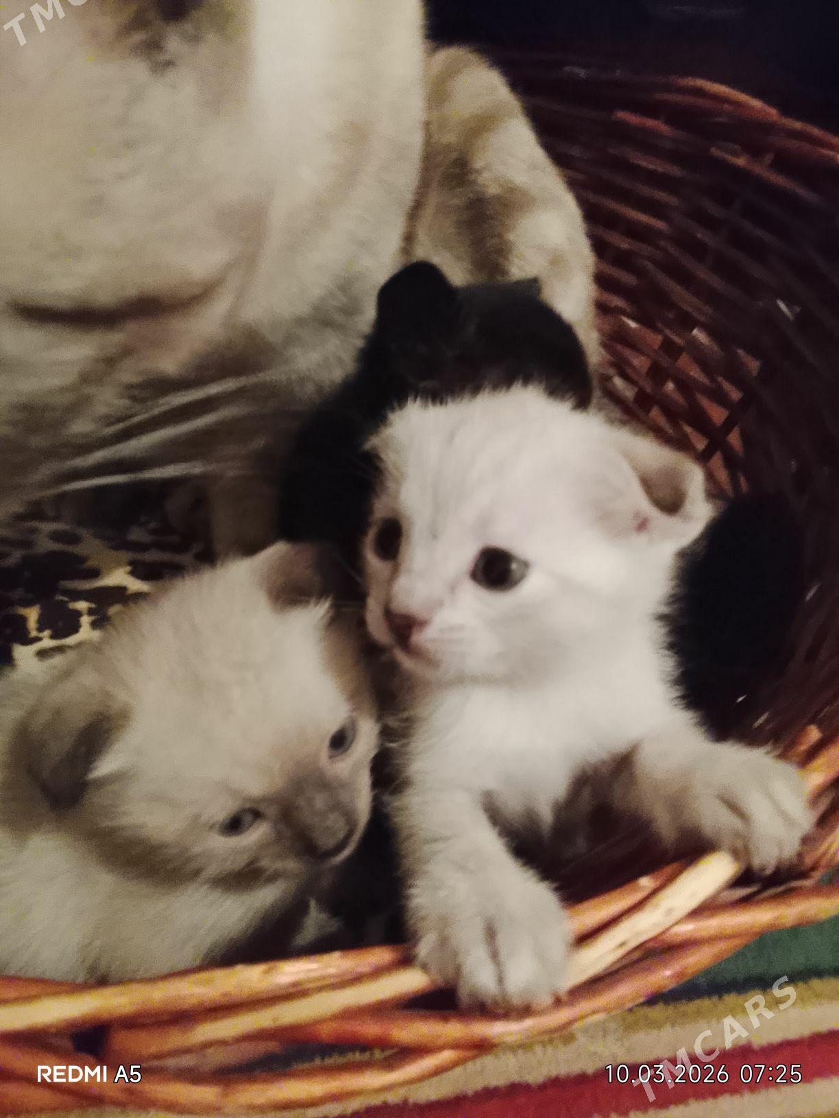 ВИСЛОУШКИ - Türkmenbaşy - img 1