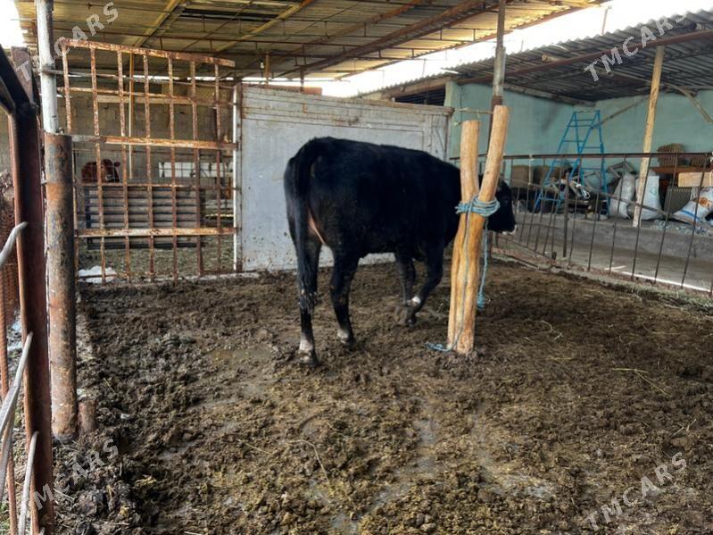 Bakylan tuwe - Aşgabat - img 1