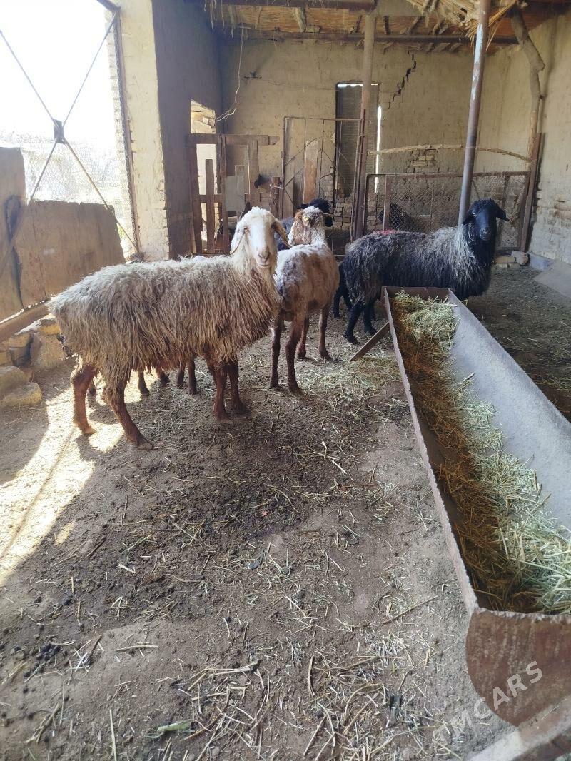 Guzuly goyunlar - Сакарчага - img 1