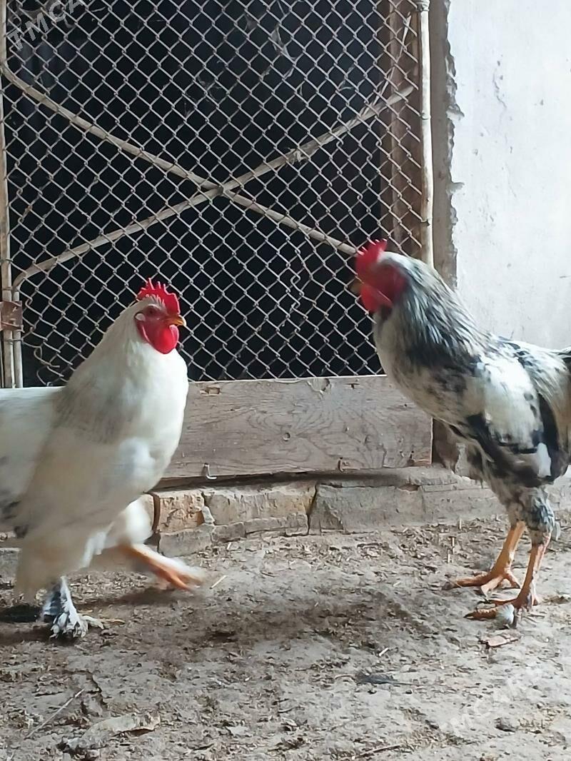 brama horaz - Сакар - img 1