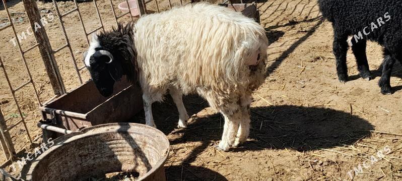 Işşek - Gökdepe - img 1