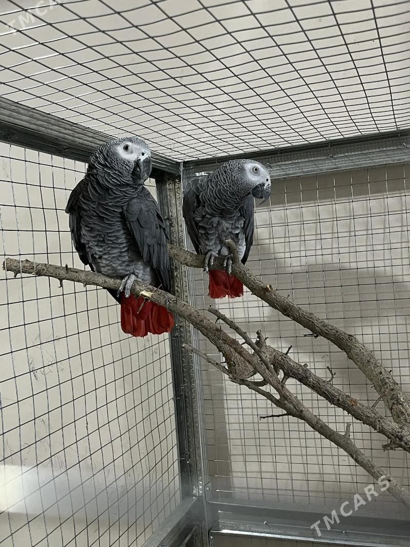 Папугаи JAKO Жако papugay - Туркменабат - img 1