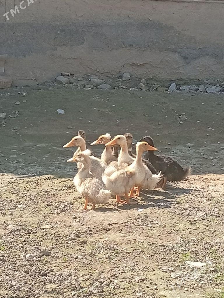 gibrit telpekli meydanyasylbas - Мары - img 1