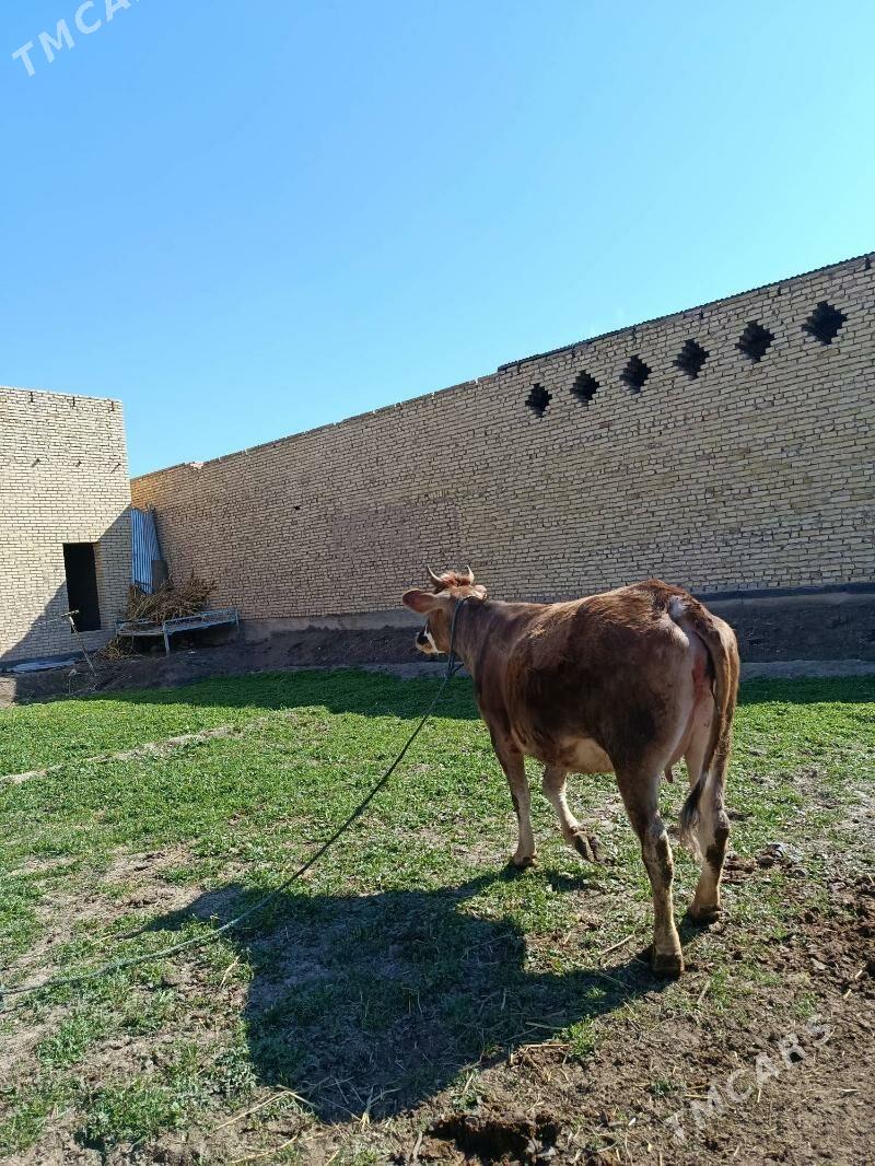 sygyr - Çärjew - img 1