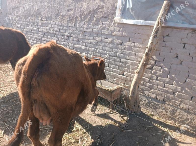 agyr bogaz - Gubadag - img 1