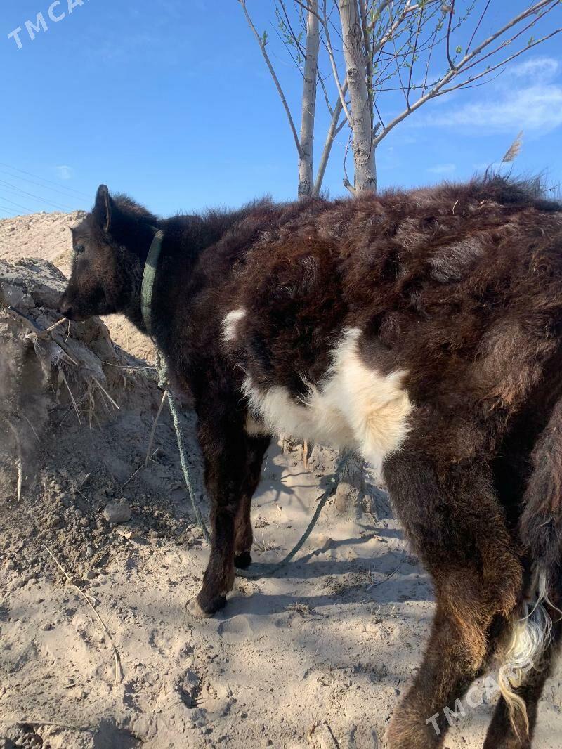 unajyn - Туркменабат - img 1