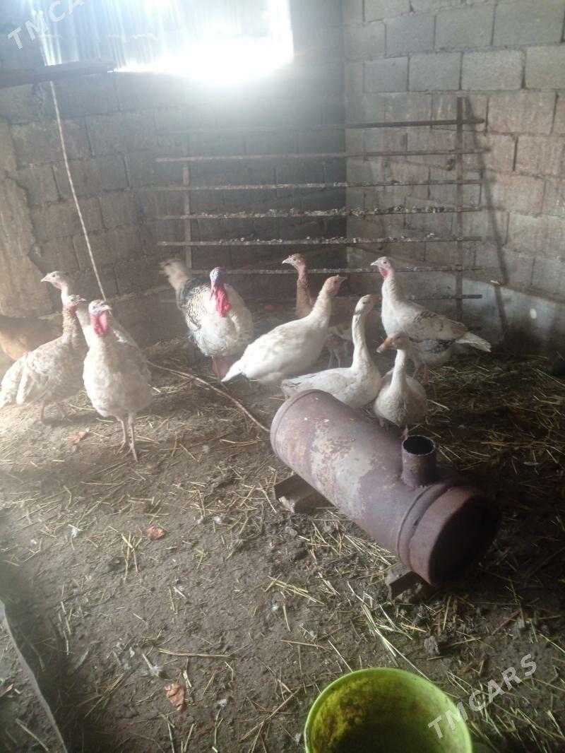 induk - Гёкдепе - img 1