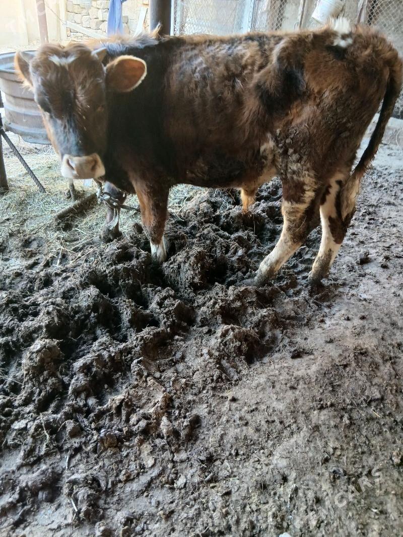 okuz - Яшлык - img 1