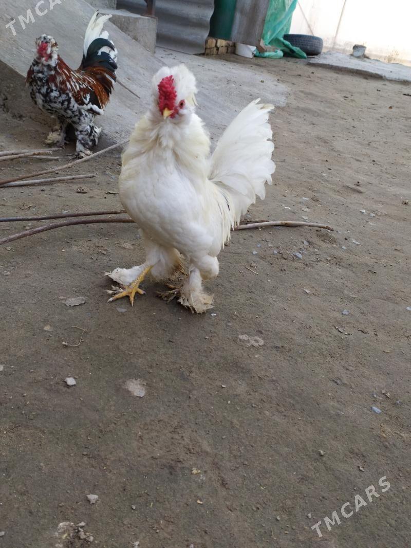 karlikler - Чарджоу - img 1