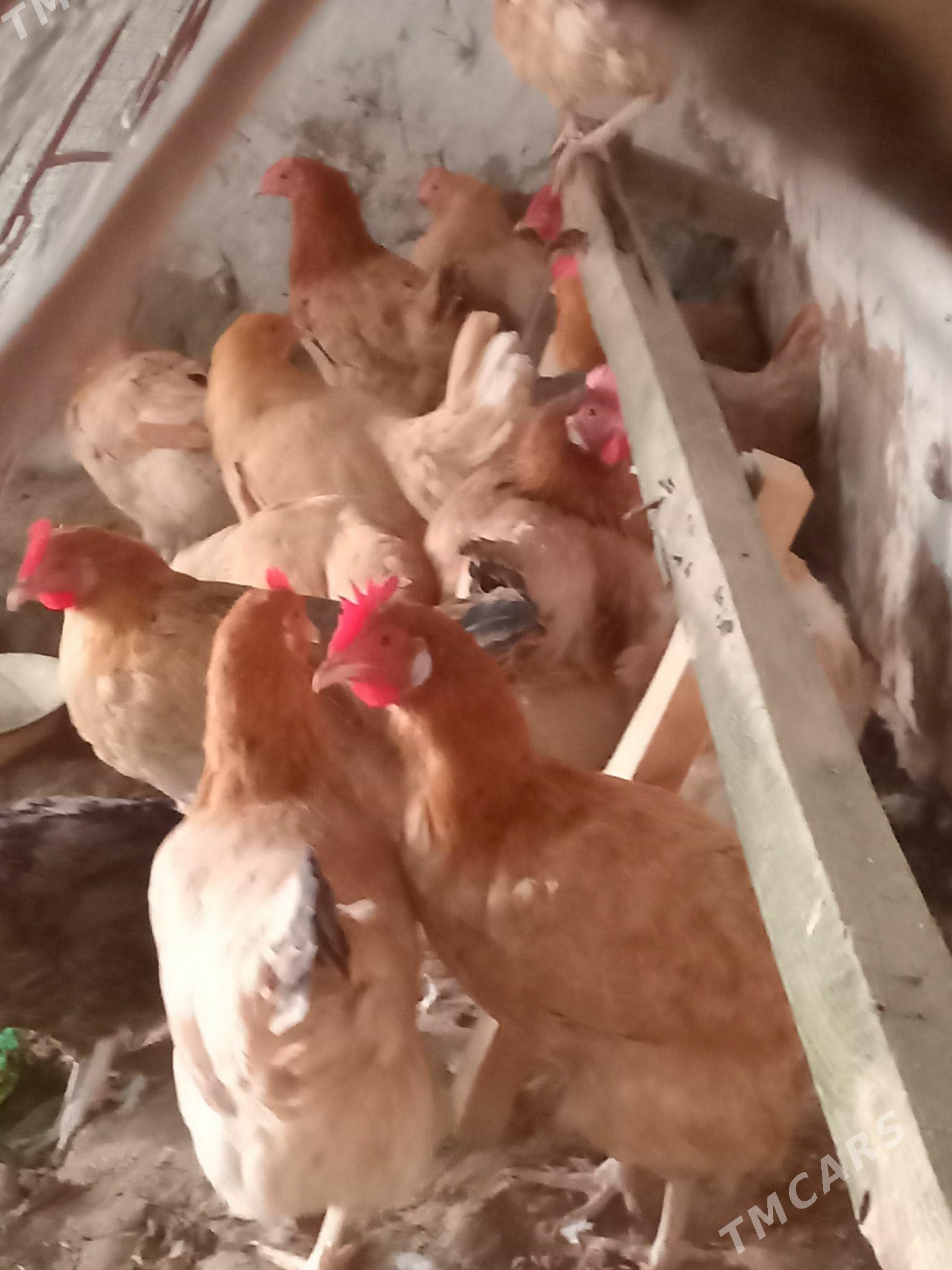 towuk - Мары - img 1