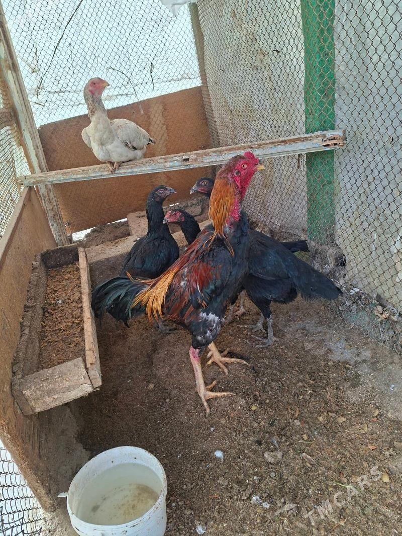 taskent towuk horaz - Туркменбаши - img 1