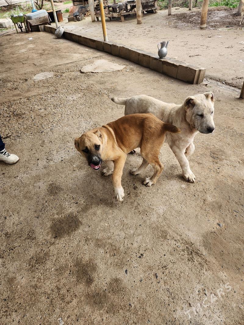 alabai tm gucuk - Кака - img 1