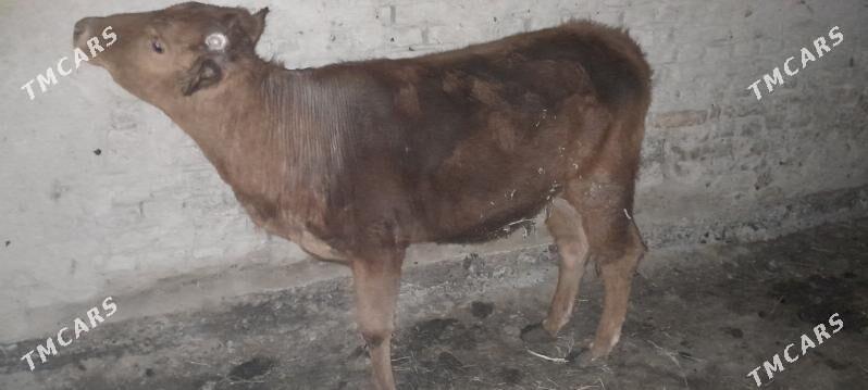 gulajyn (tüwe) göle - Мары - img 1