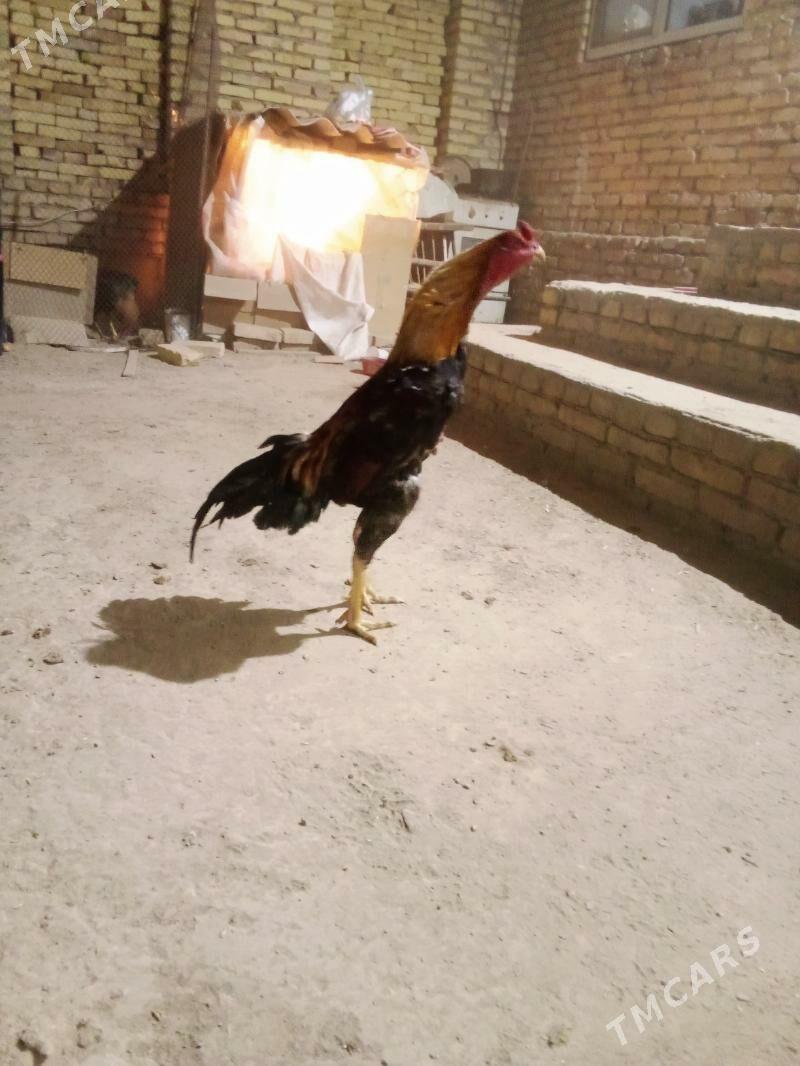 horaz - Туркменабат - img 1