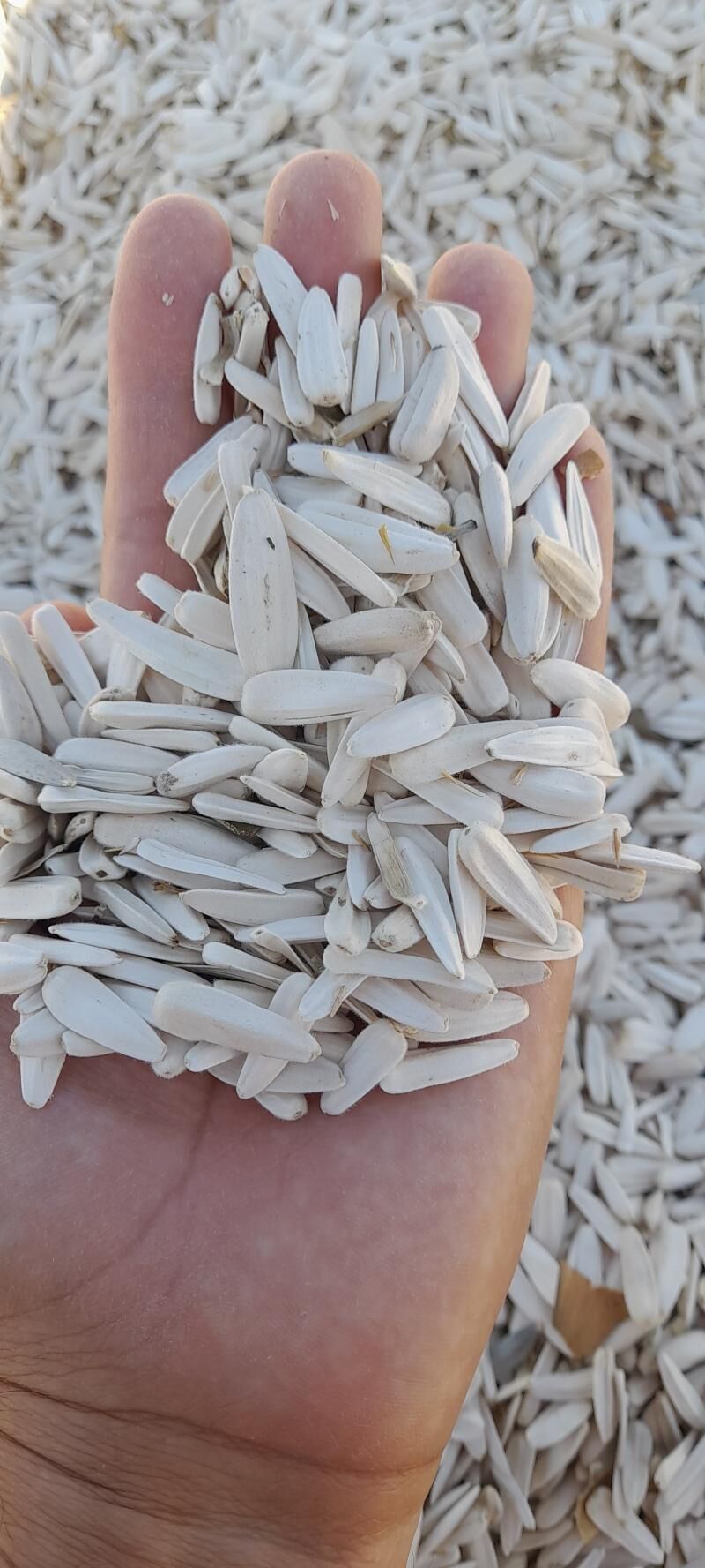 Gunebakar ÇIGIT - Бабадайхан - img 1