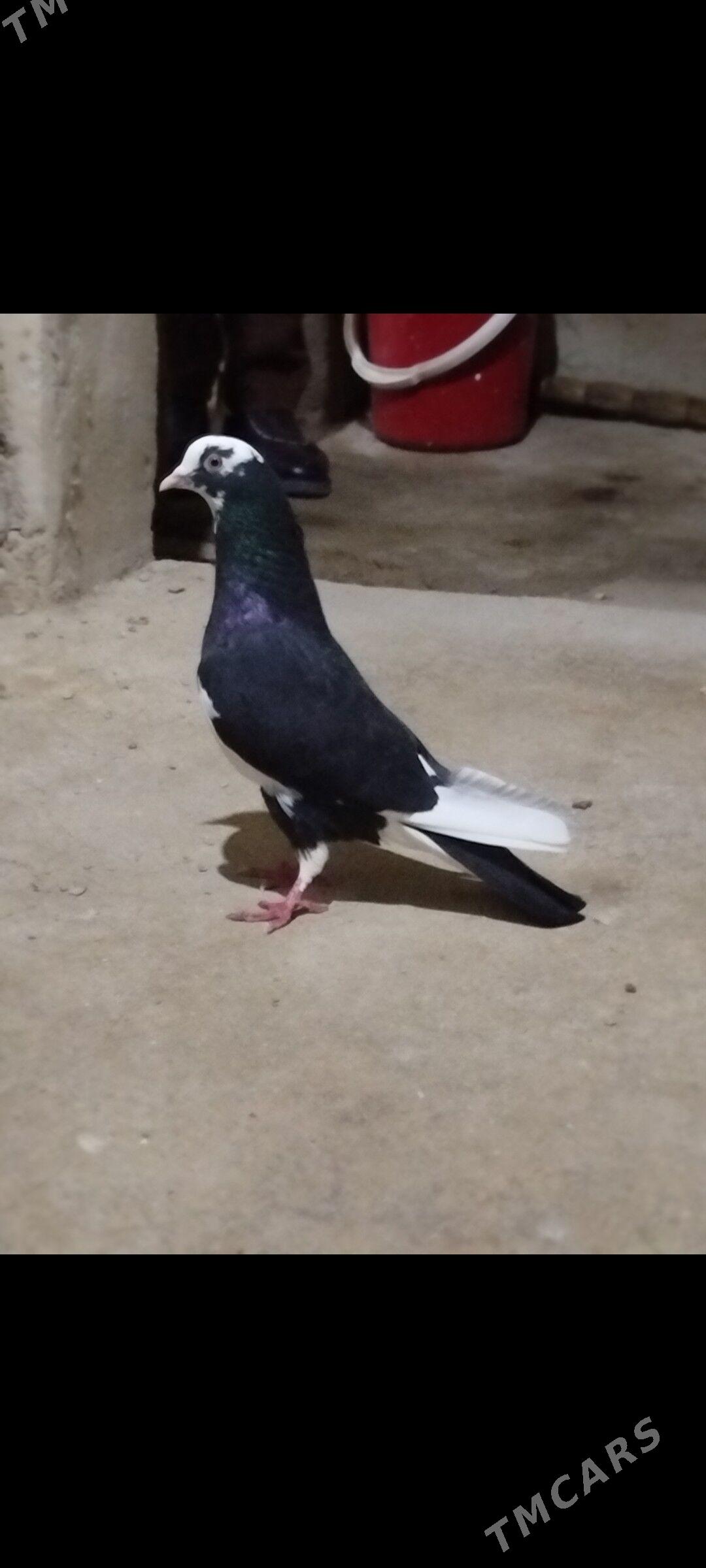 kepderi - Gyzylarbat - img 1