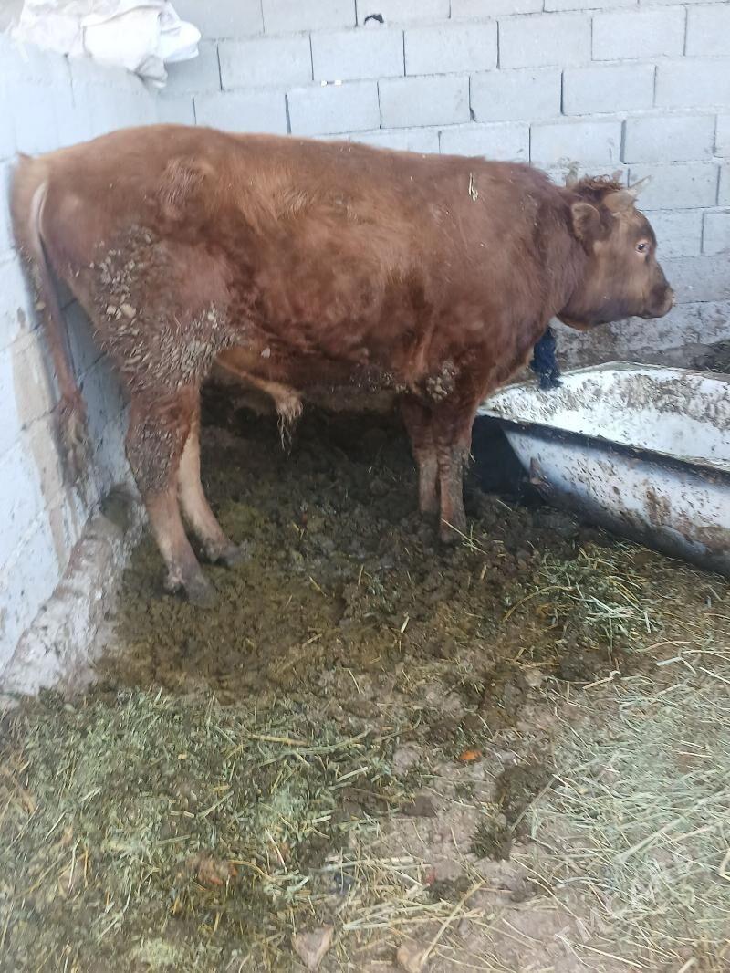 okuz - Яшлык - img 1