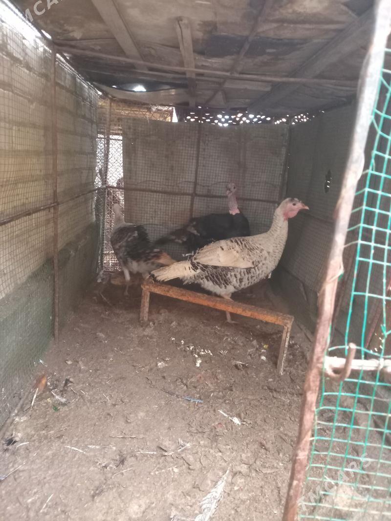 индюк, - Farap - img 1