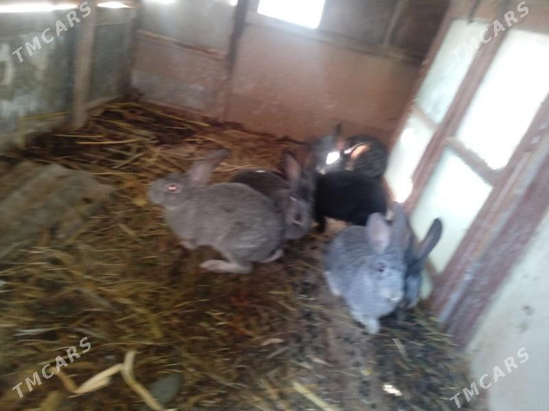 towşanlar - Çärjew - img 1