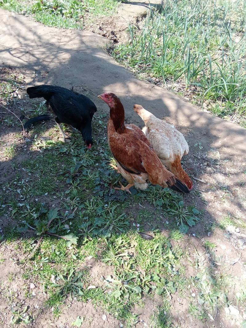 dakan tok - Halaç - img 1