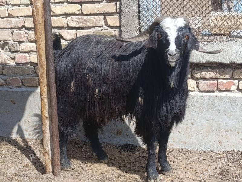 Erkeş - Гёкдепе - img 1