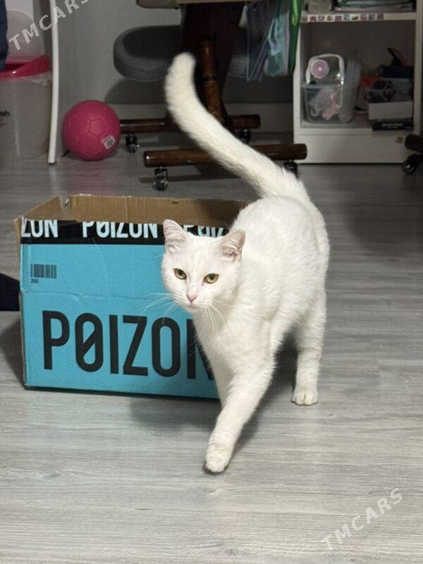 в добрые руки - Aşgabat - img 1