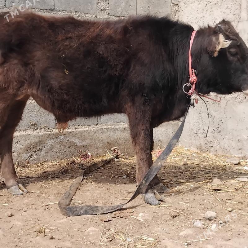 Õkŭz - Gyzylarbat - img 1