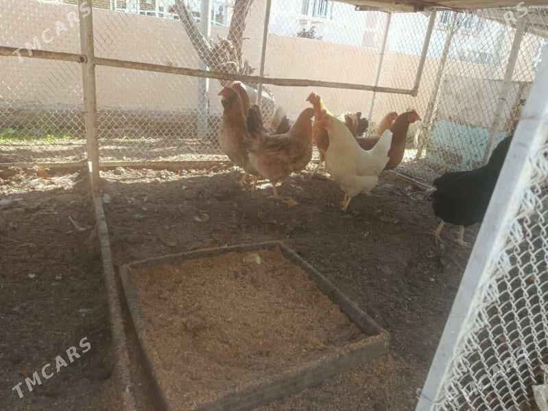 Towuk - Çoganly - img 1