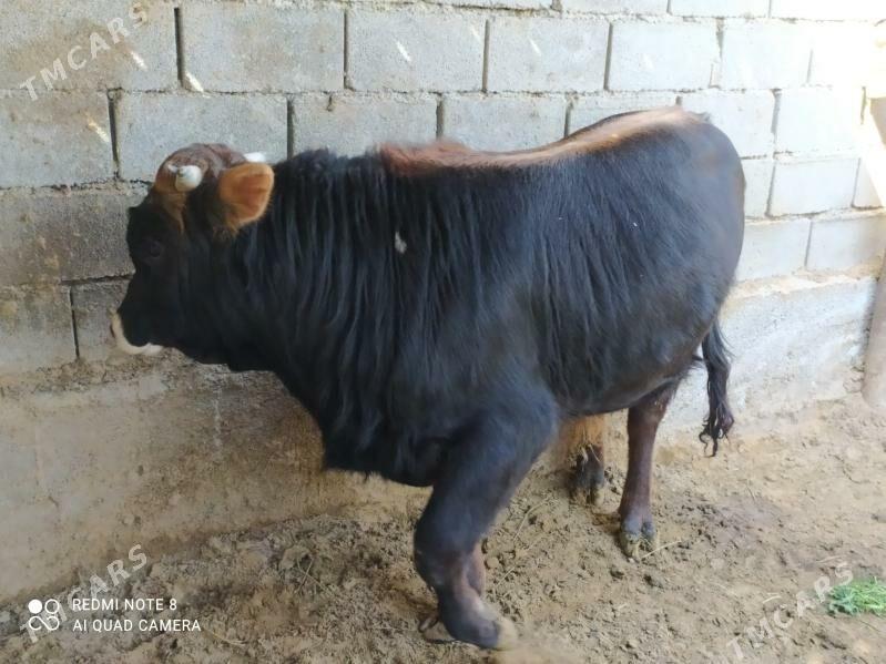 Gibirit okuz - Бузмеин - img 1