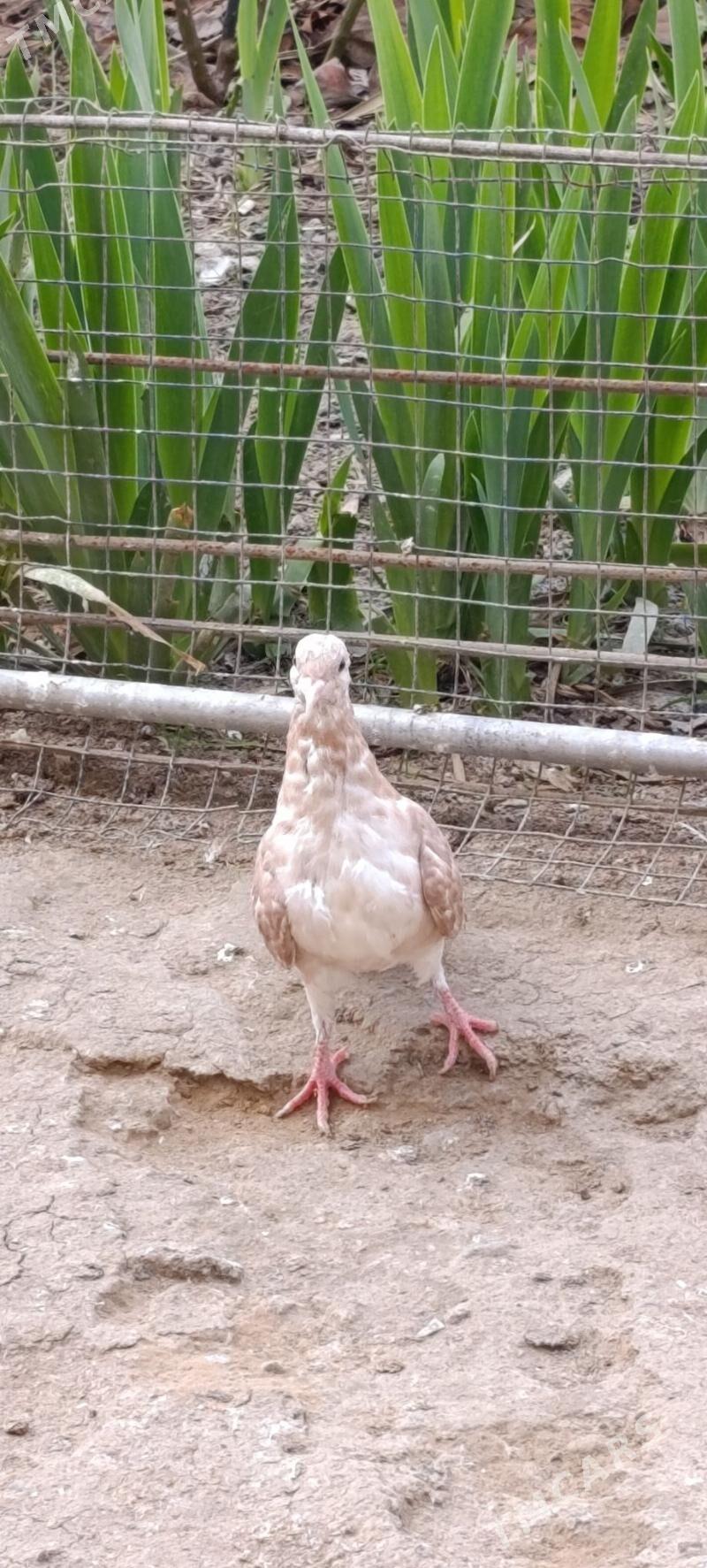 kepdery - 11 mkr - img 1