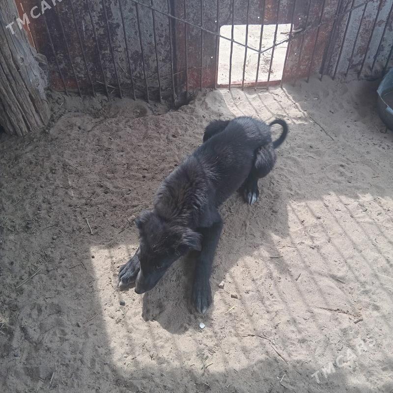 tazy - Balkanabat - img 1