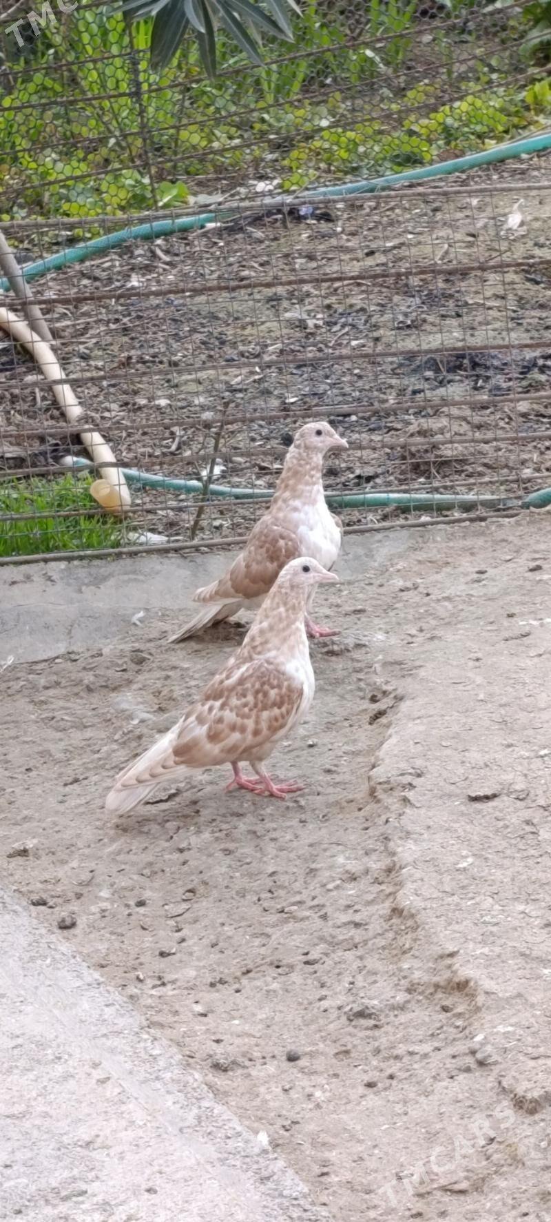 kepdery - 11 mkr - img 1