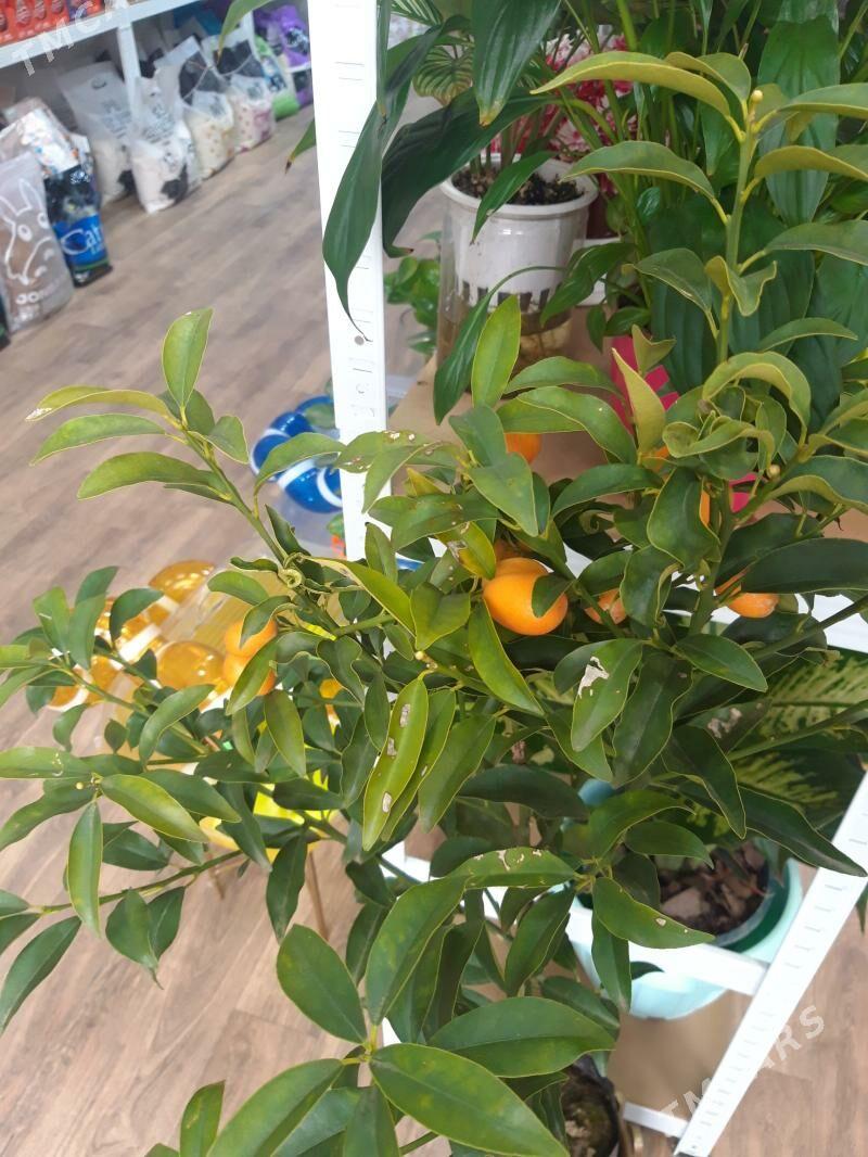 guller - Балканабат - img 1