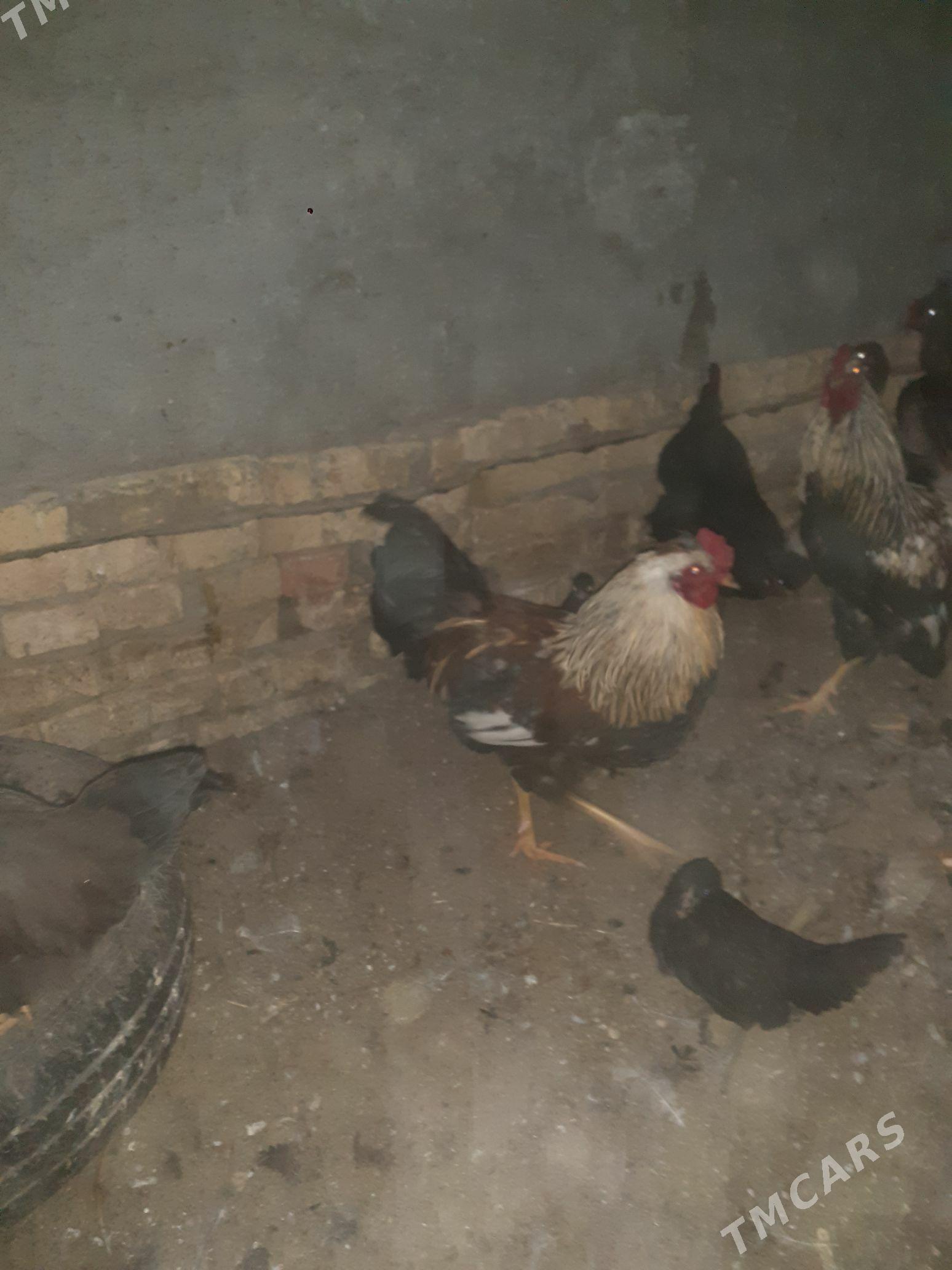 Gigant horazlar - Türkmenabat - img 1