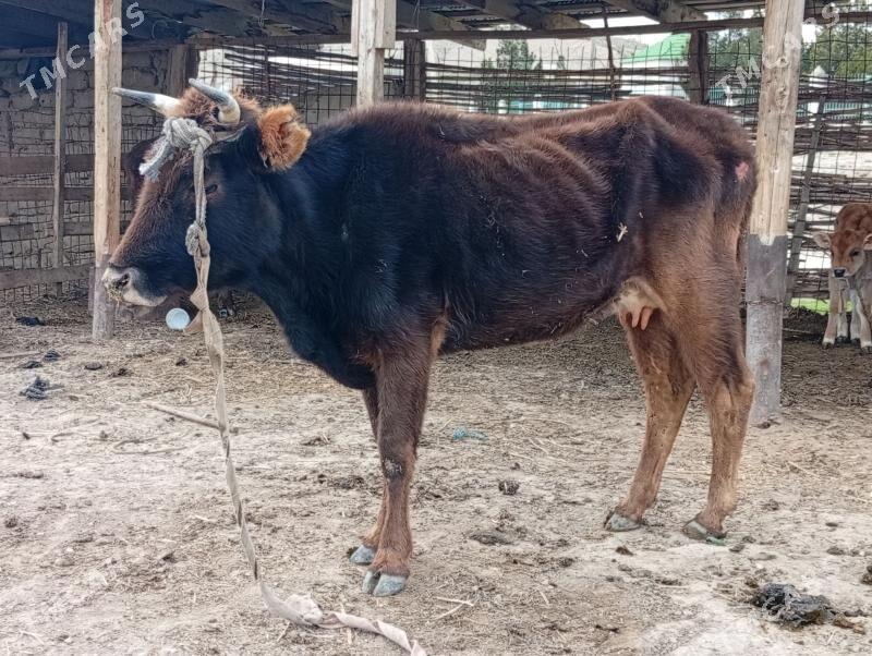 goleli sygyr - Махтумкули - img 1