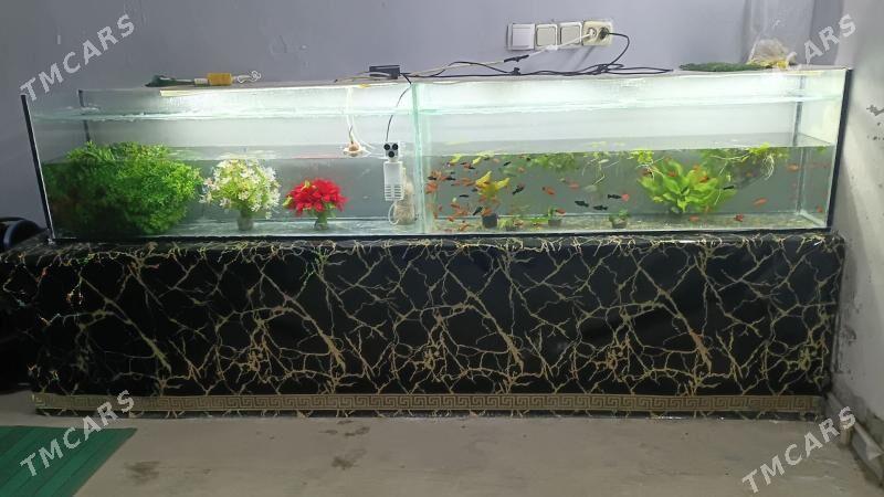 аквариум - Дашогуз - img 1