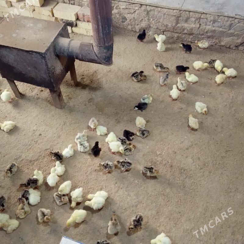 Induk juje - Baýramaly - img 1