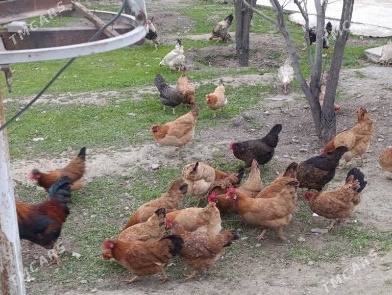 towuk - Bagyr - img 1