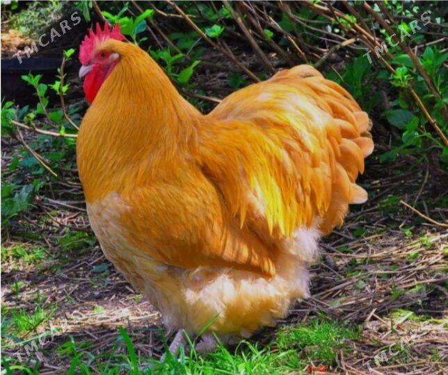 Orpinton towuk - Gyzylarbat - img 1