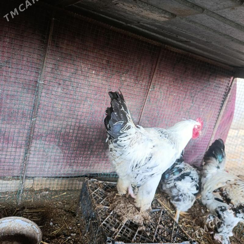 BROÝ HORAZ - Саят - img 1