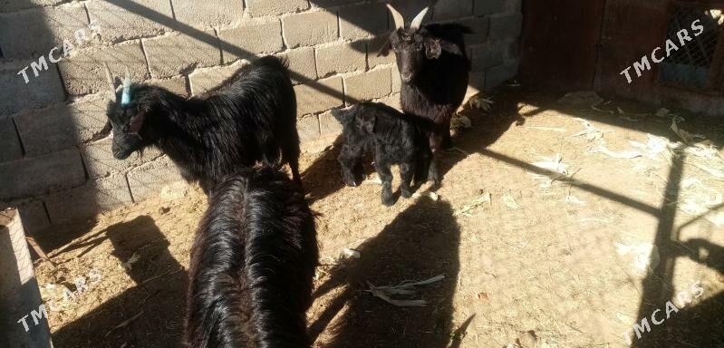 Гечи - Балканабат - img 1