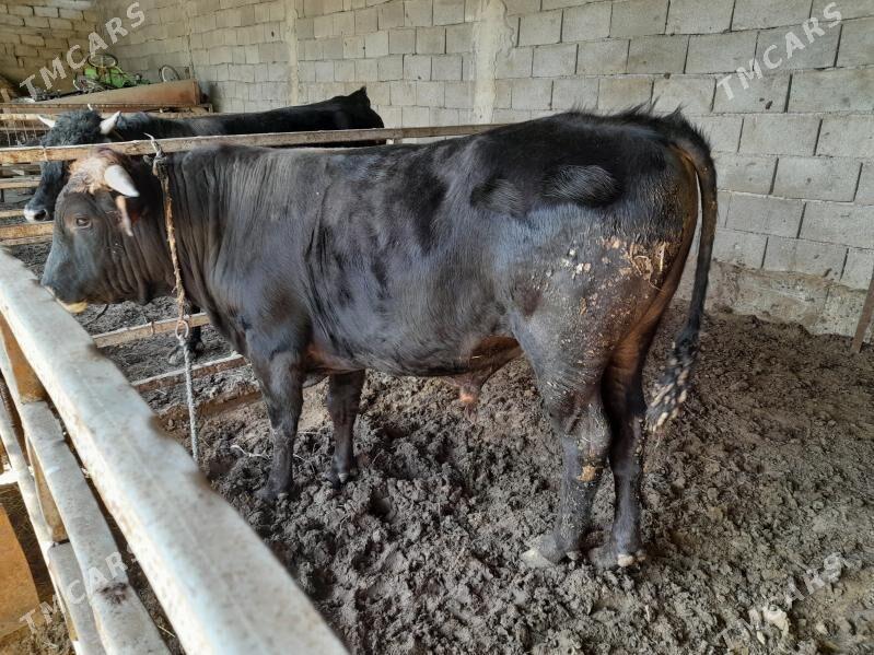 ökuz - Анев - img 1