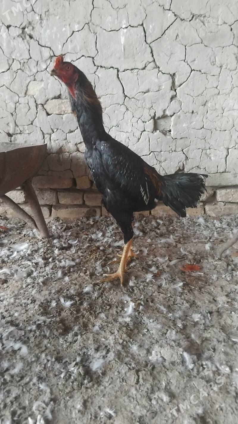 bayes horaz - Векильбазар - img 1