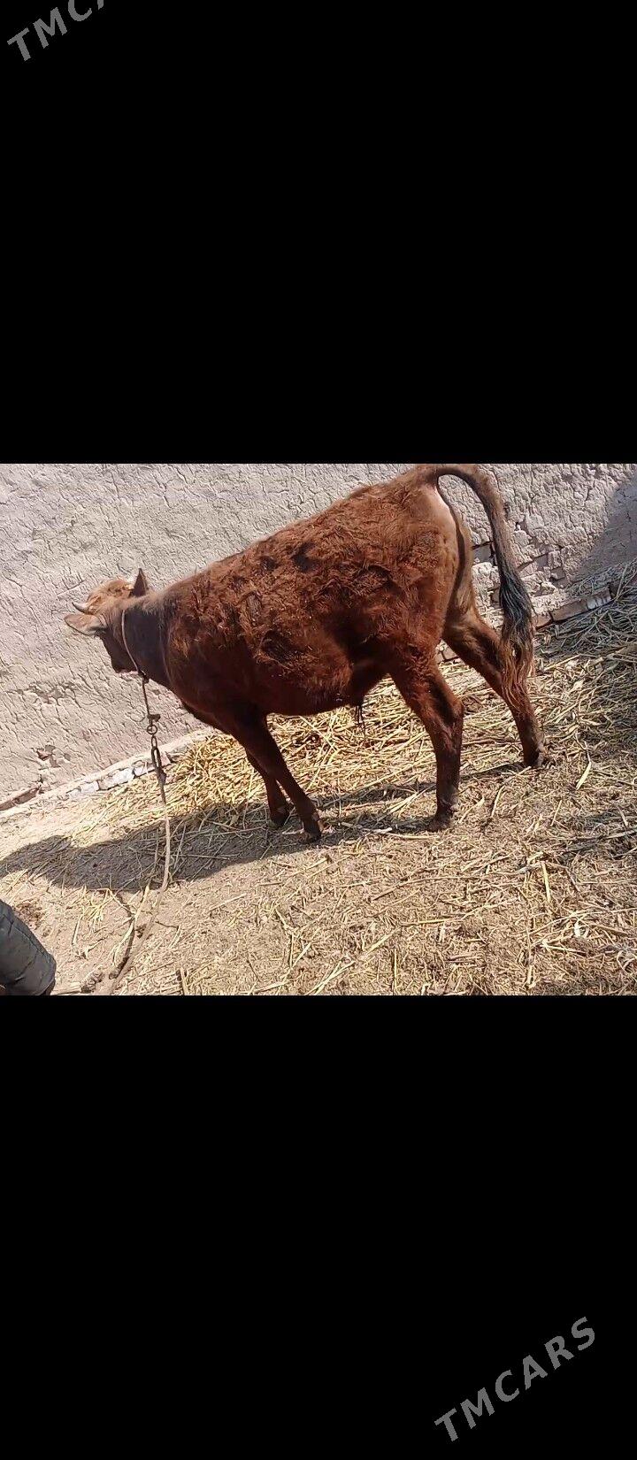 ökuz - Görogly (Tagta) - img 1