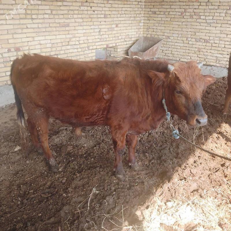 ÖKUZ WE UNAJYN - Çärjew - img 1