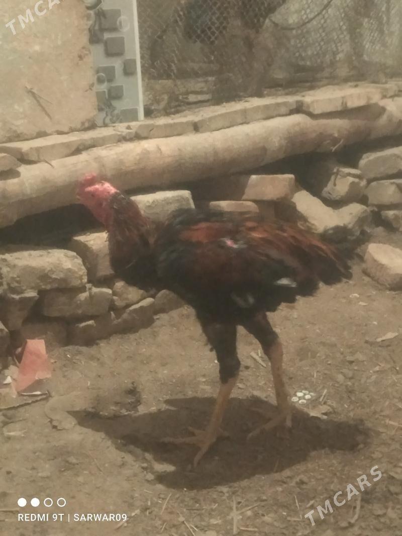 horaz - Daşoguz - img 1