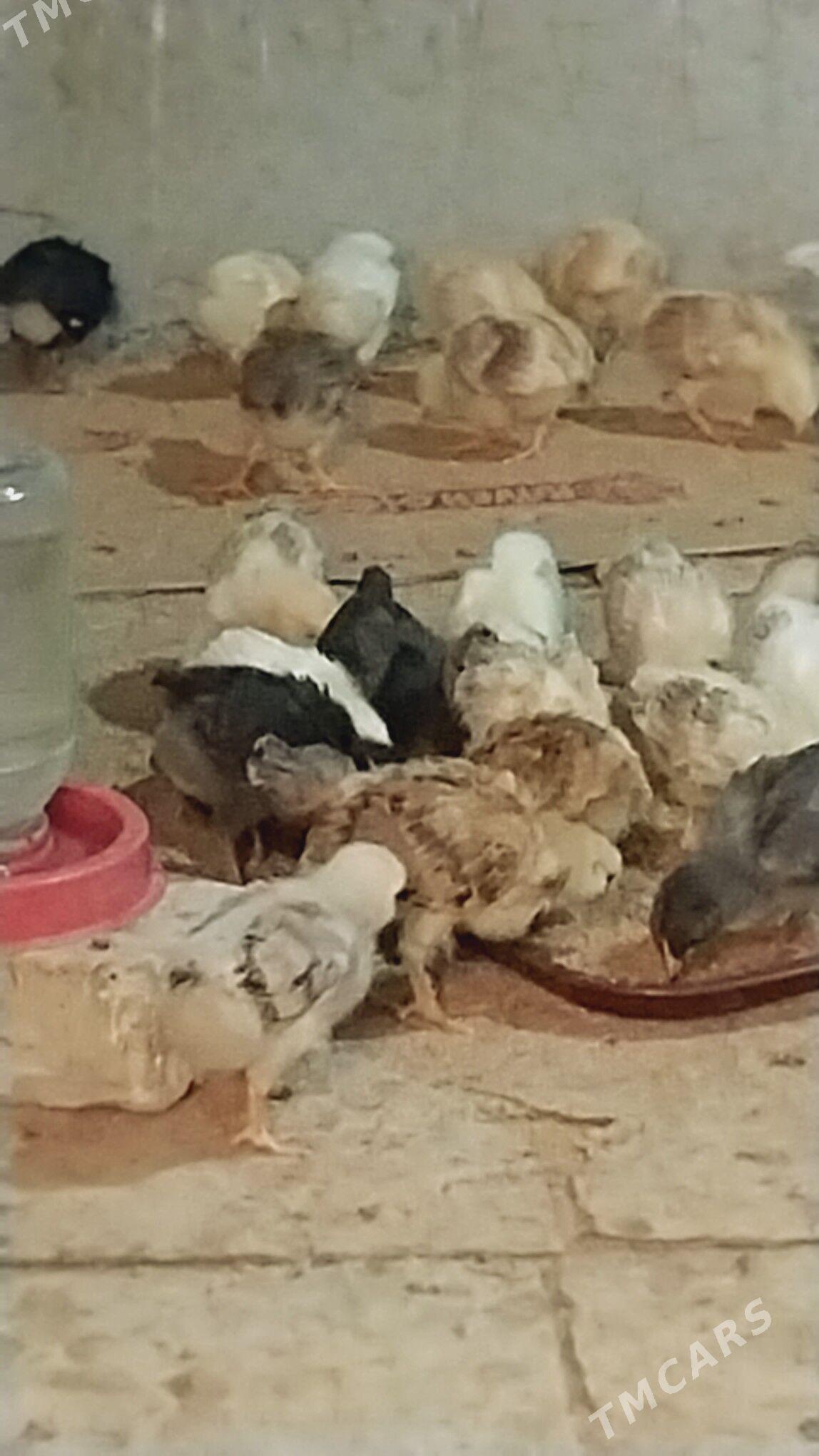 Juje - Gökdepe - img 1