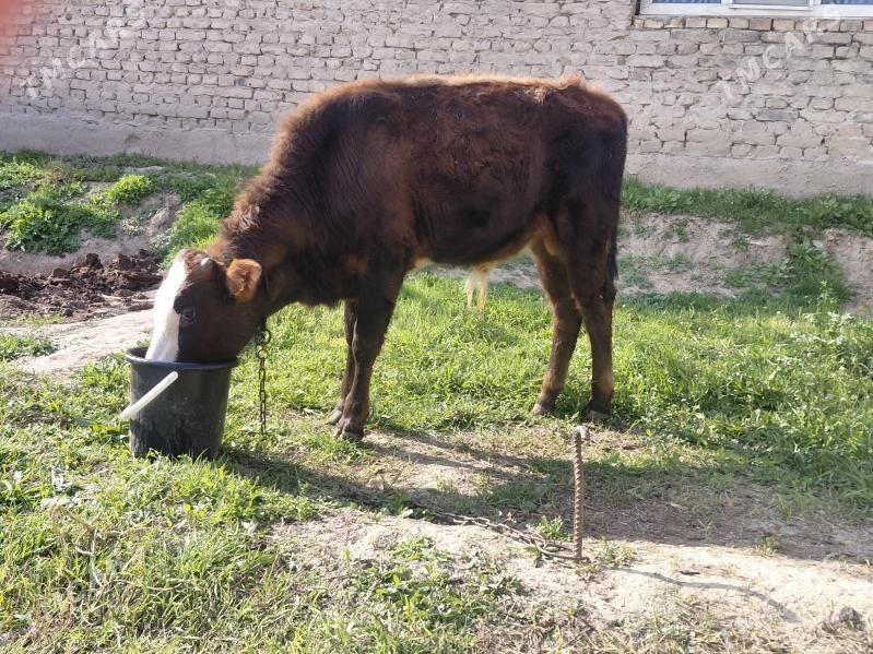 okuz - Ашхабад - img 1